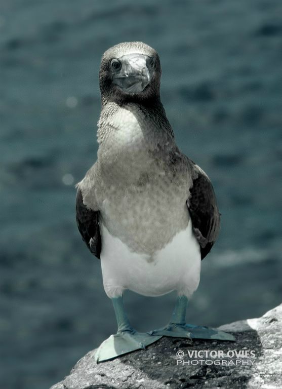 Piquero patas azules